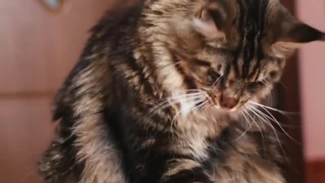 Talented Kitty Catches Treats With Its Paws