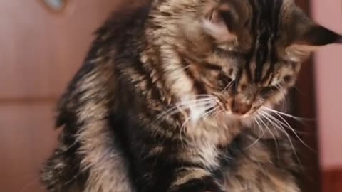 Talented Kitty Catches Treats With Its Paws