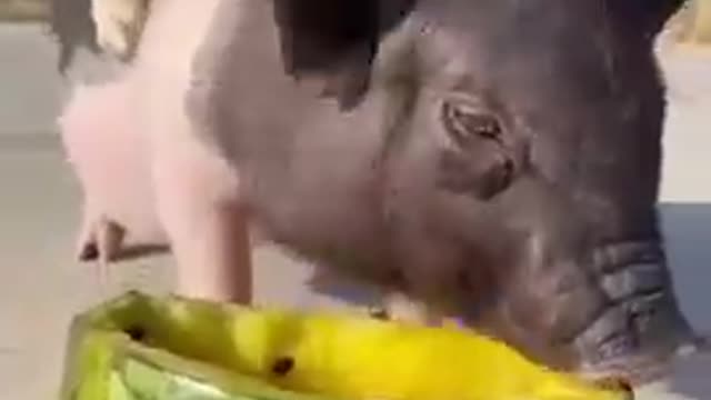 Awesome Funny Pet Animals, Super cute puppy and pig video.