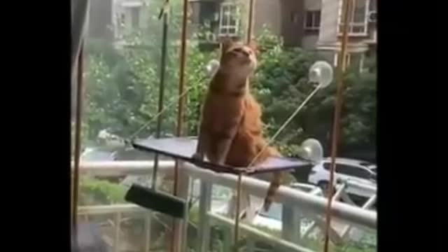 COOL CAT ACT AND FUNNY VIDEOS