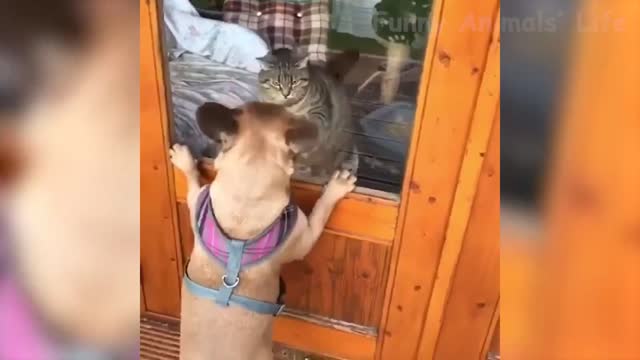 Animals Funny Videos