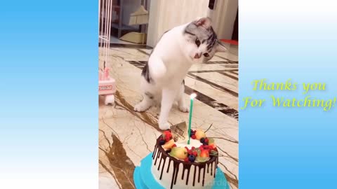 Funny Pets - Compilation video. Super cute!