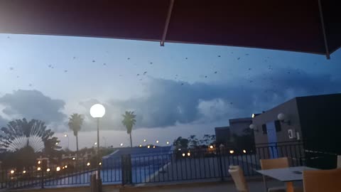 Many bats flying in the sky animal nature