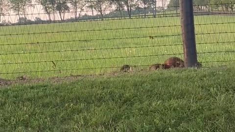 Baby Raccoons Sitting on Fence