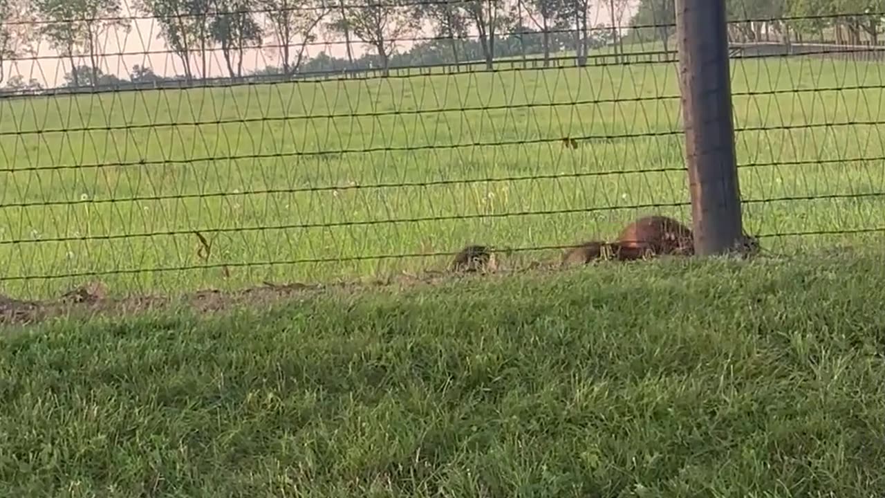 Baby Raccoons Sitting on Fence