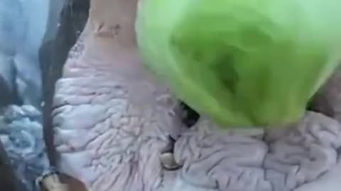 Hippo eats cabbage