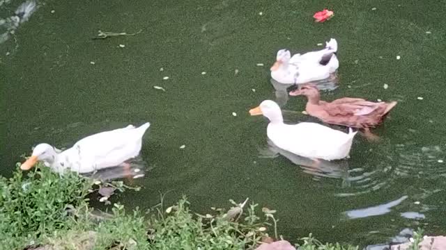 Swimming Ducks Video By Kingdom of Awais
