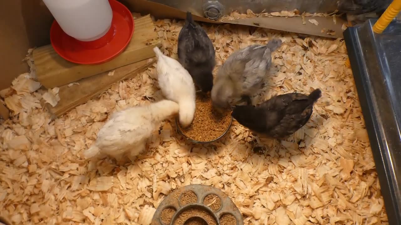 Gave new chicks some wet feed. They think it was a special treat the way they attacked it.