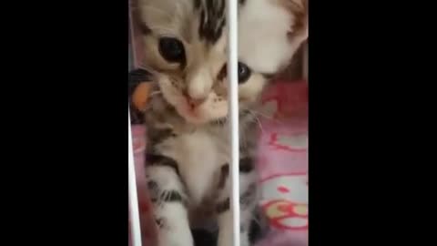 Funny cats and dogs that will make you die laughing - Cães e gatos engraçados que farão voce morrer de rir