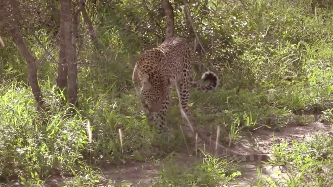 Leopard vs Monitor Lizard Real Fight | Hungry Leopard Hunt Lizard But Fail | Most Amazing Attack