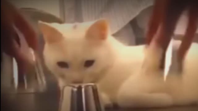 Funny cat video 🐱