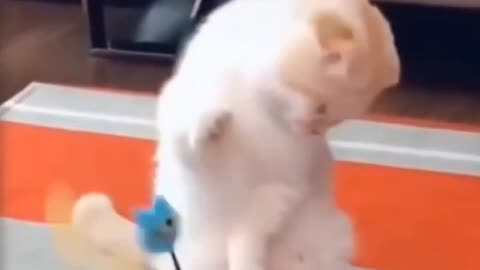 There are cute pets at home