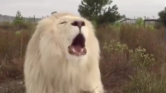 Rare white lion, do you think it is not so domineering