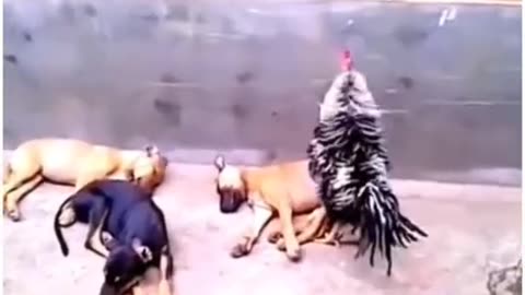 Funny animals 😃😀🤣