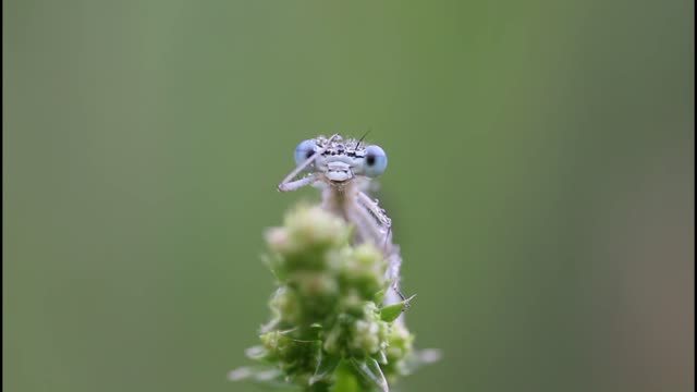 strange dragonfly .