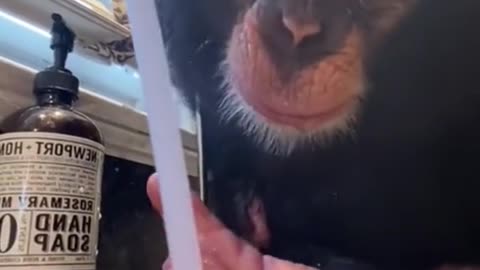 Chimp is fascinated by sinks