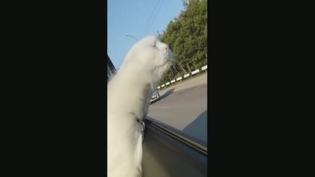 кату кайф