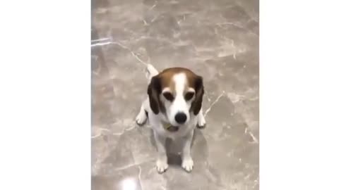 Dog funny video