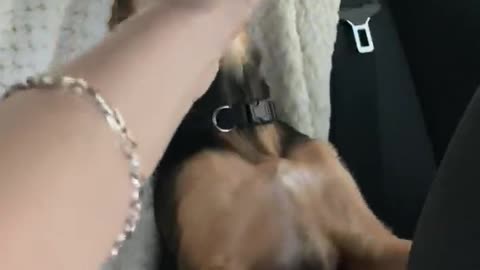 Puppy Goes Crazy with Pupcup