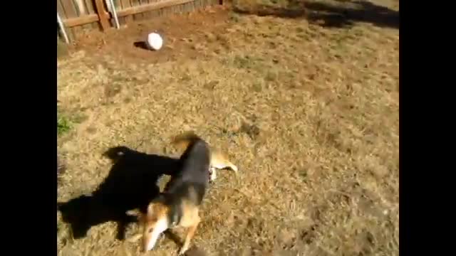 Mochi Running from Shitty Music (with music)