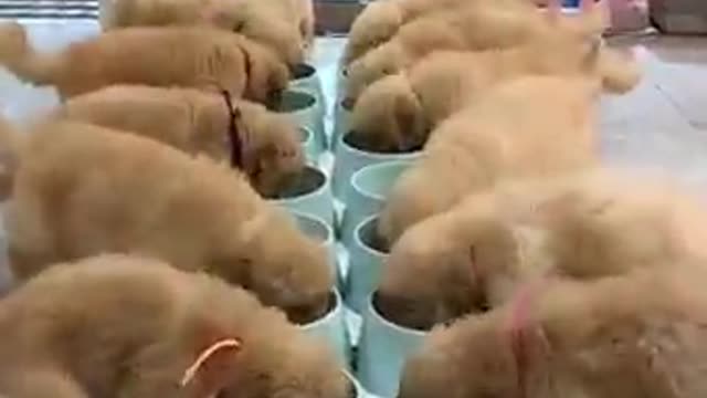 If you see this video, you are going to adopt a dog this year!