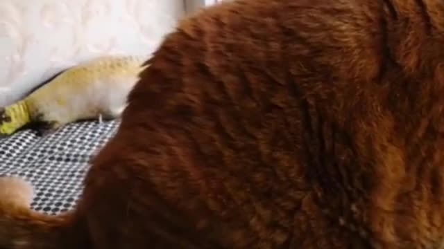 FunnyPetsToday,Funny Cat You Might Never See Before, part75