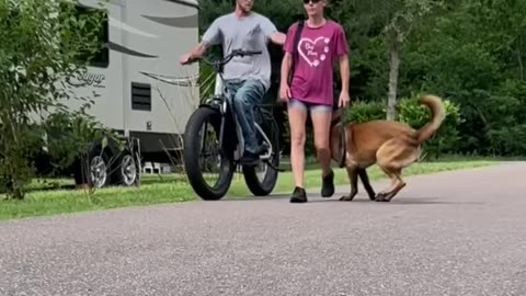 Dogs Pack Backpack For Walk #dog #belgianmalinois #dogsrule