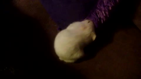 Hamster Playing