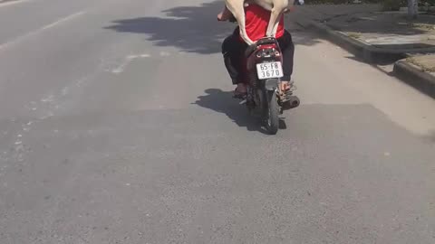 Dog riding a motorbike, so cute !