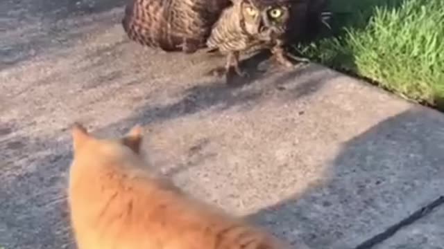 Injured owl vs cat