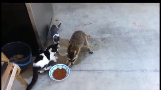 Cats are shocked to see their food theft - funny reaction