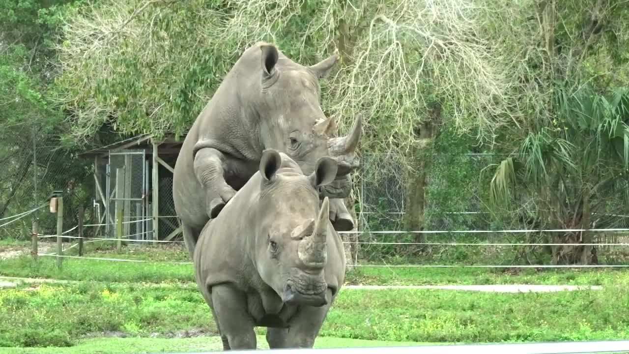 Rhinos Mating