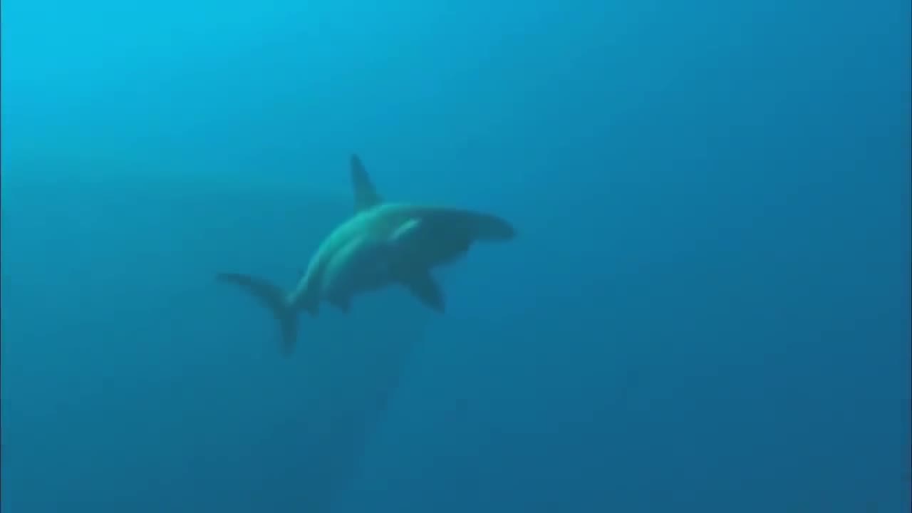 Biggest Sharks and Most Dangerous Ones Documentary Full HD 1080p