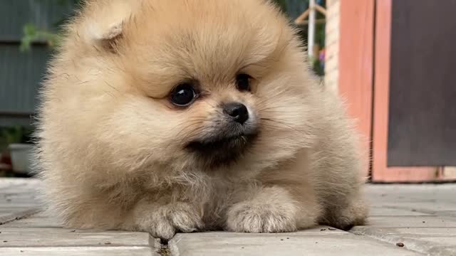 Cute Pomeranian Puppie sad time 🥲🥲🥲