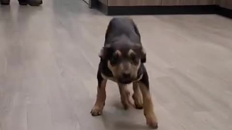 joyful dog dancing