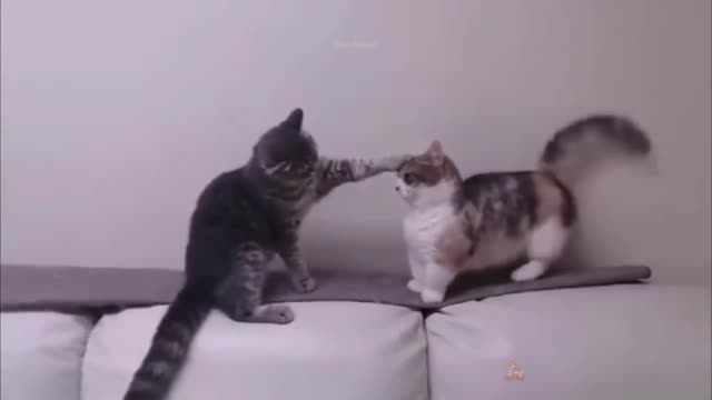 Cute cats playing naughty #4