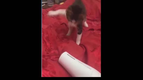 Funny cat doesn't like the blower