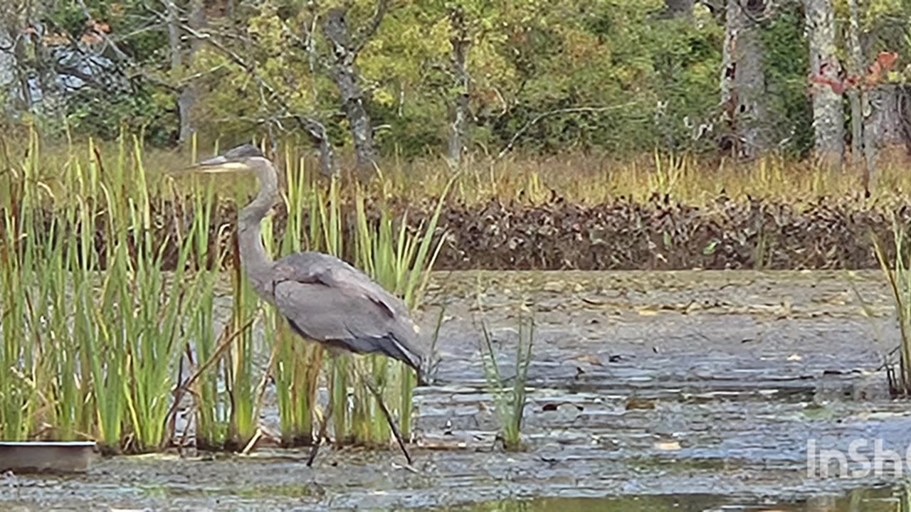 Picture from goodyear lake ny