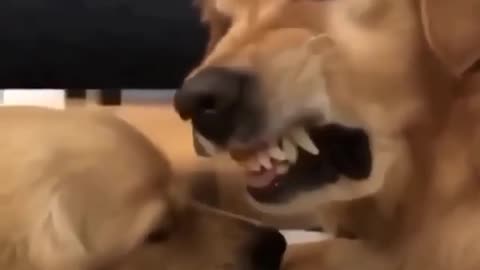 dog father and son