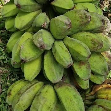 Fresh harvest Saba banana from the farm!!