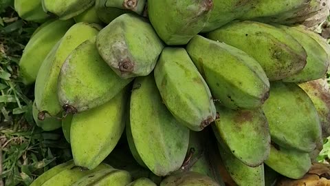Fresh harvest Saba banana from the farm!!