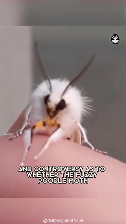 Poodle Moth 🦋 Unique Animal You Have Never Seen #shorts #poodlemoth #insect