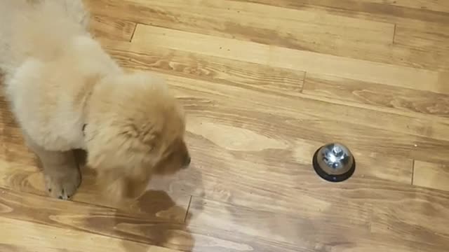 Golden puppy plays with metal bell on wooden floor