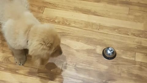 Golden puppy plays with metal bell on wooden floor