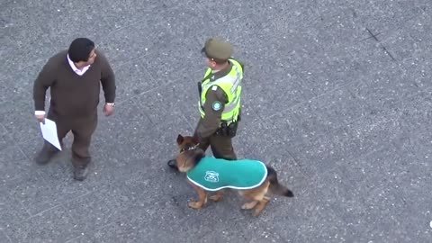 MUST SEE POLICE DOG ATTACKED BY PACK OF STRAY