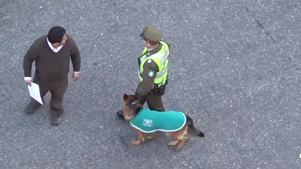 MUST SEE POLICE DOG ATTACKED BY PACK OF STRAY