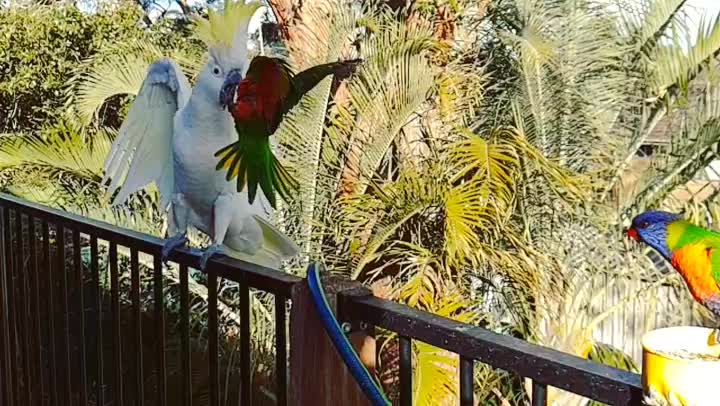 Lorikeet attacks Cockatoo