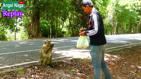 Man's vs Monkey🙊 funny video