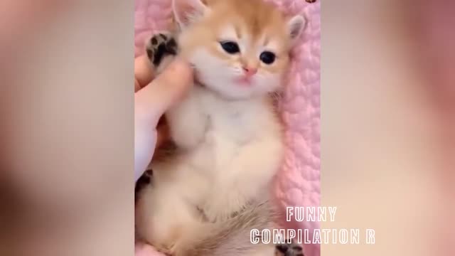 Funny Animals! Funny Cats! Funny Videos! # Short