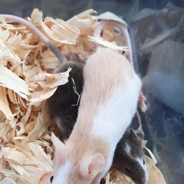 Colorful Fancy Mice Being Rehomed!